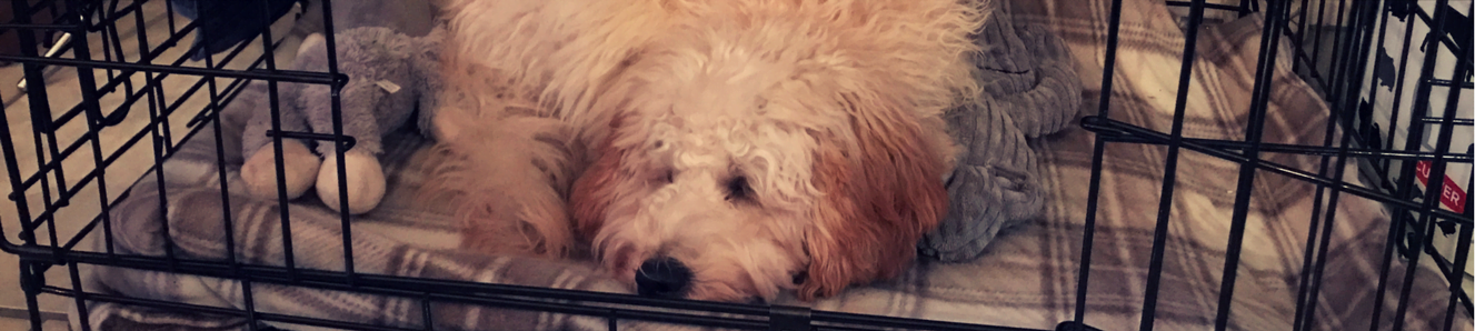 Crating A Puppy – the controversial question
