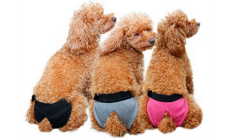 Puppy's first season - three cockapoos wearing dog pants