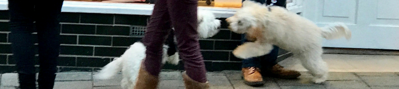 Initial Puppy Training – cockapoo socialisation