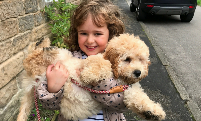 Child holding cockapoo puppy - socialisation training