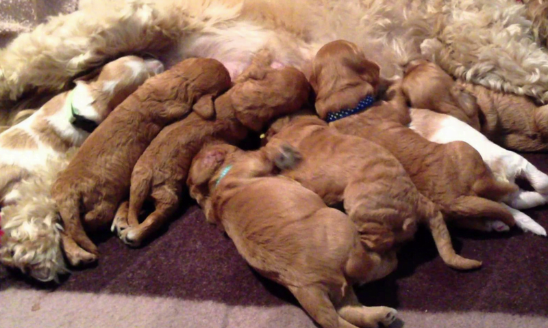 Litter first approach -puppies feeding from their mother