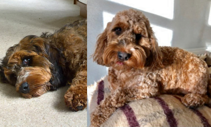 cockapoo puppy to adult