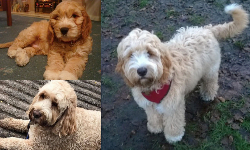 Cockapoo puppy sale to adult