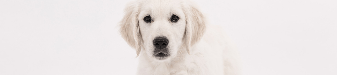Why we fall in love with our puppy