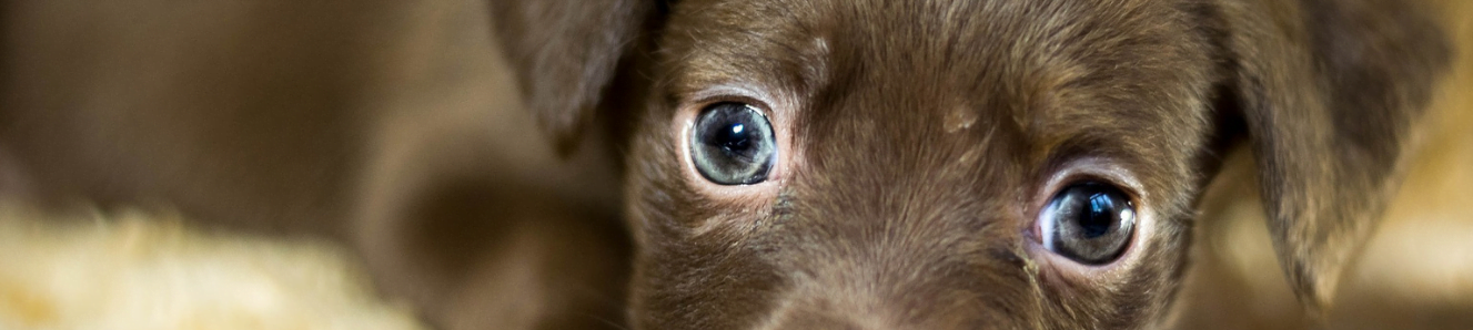 What to look out for when choosing your puppy