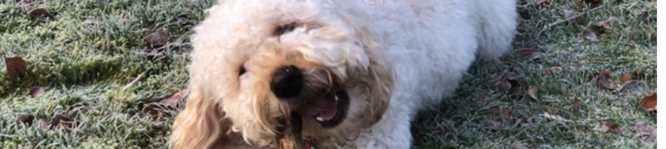 Rawhide – Good or Bad?