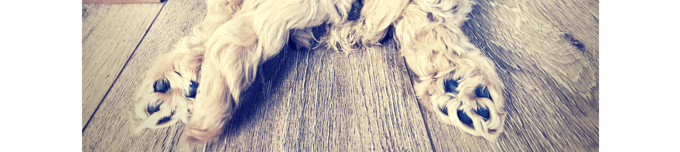 Adopting your second puppy