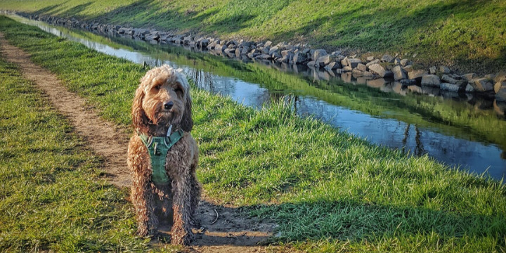 Columbo the cockapoo