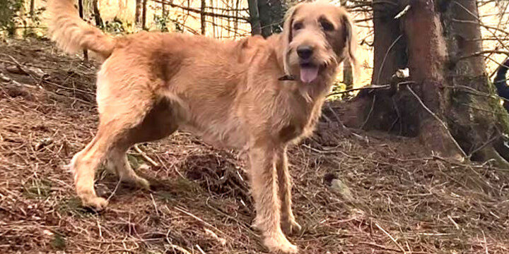 Finn the labradoodle