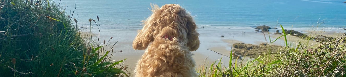 Frankie goes to Church Bay