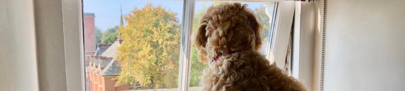 Adopting a puppy during lockdown – behaviour issues