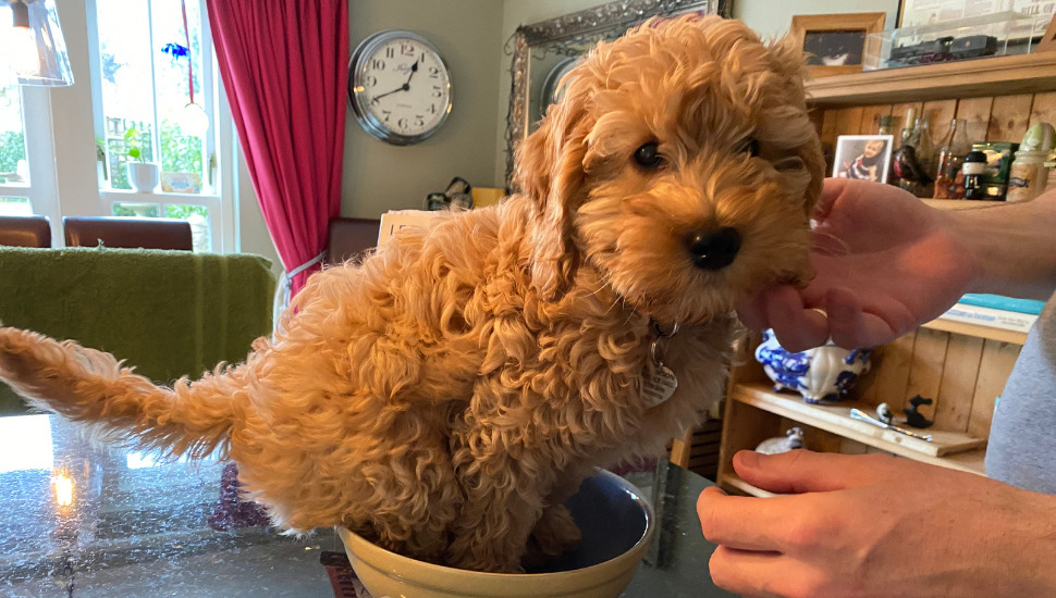 9 month best sale old cockapoo