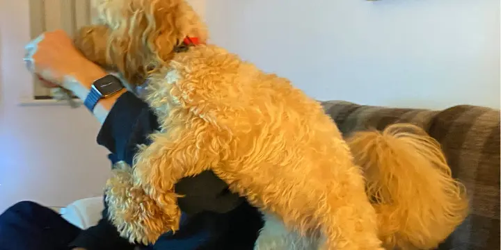 Female dog orders humping toy