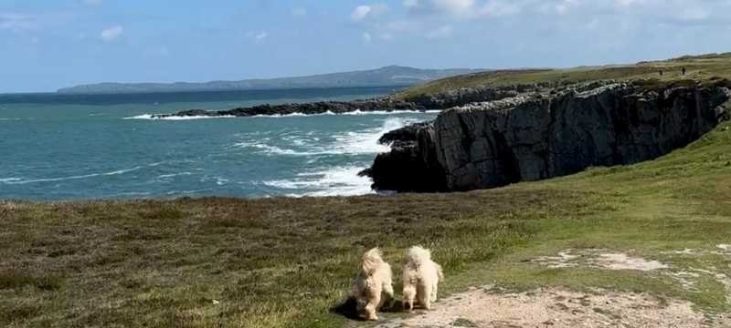Freya and Frankie on the coastal walk at Breakwater Country Park, Holyhead