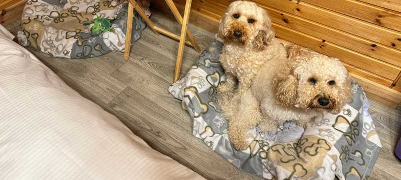 Freya and Frankie ready for bed