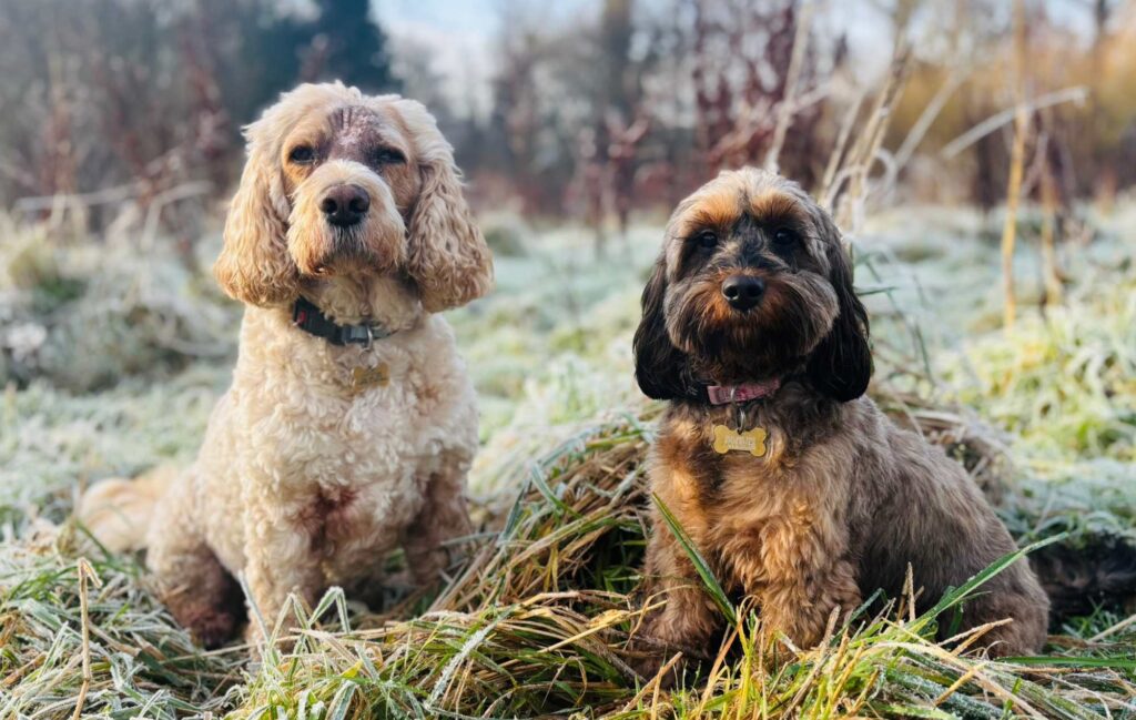 Digby after 9 weeks of radiotherapy and sister Frieda.