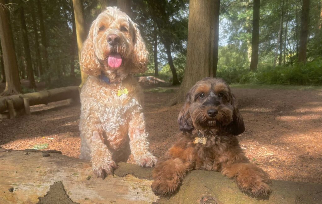 Digby and little sister Frieda before radiotherapy