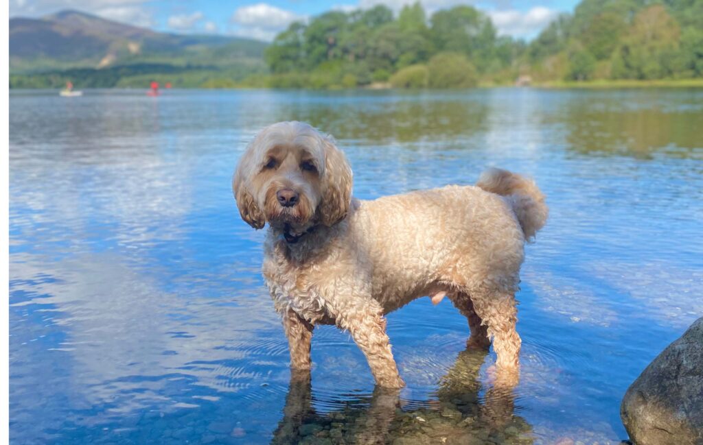 Digby enjoying his bucket list in The Lakes before radiotherapy