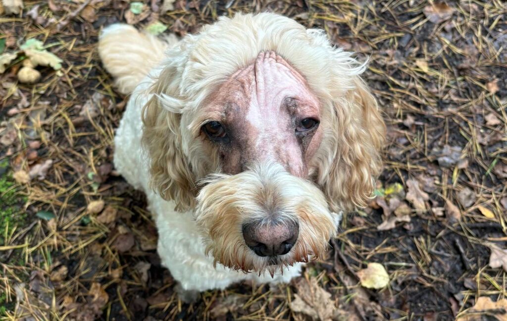 An image of Digby's head looking like a lion after radiotherapy