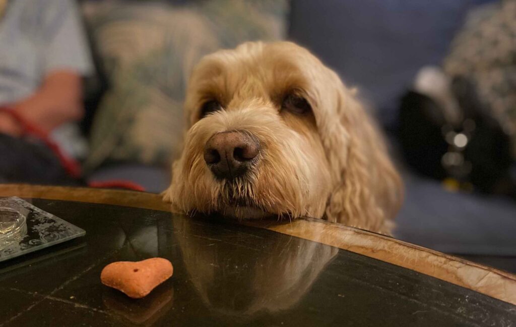Digby with his eye on the prize - a heart shape buscuit. Trip to the Lakes before his radiotherapy