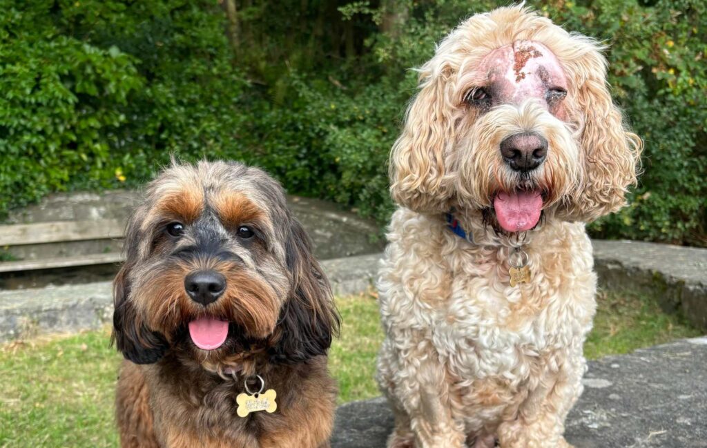 Digby sitting with sister Frieda with radiography sunburn on his face