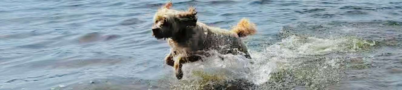 My dog’s radiotherapy journey: Part One