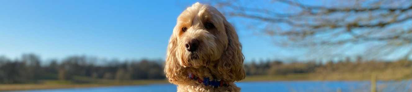 My dog’s radiotherapy journey: Part Two