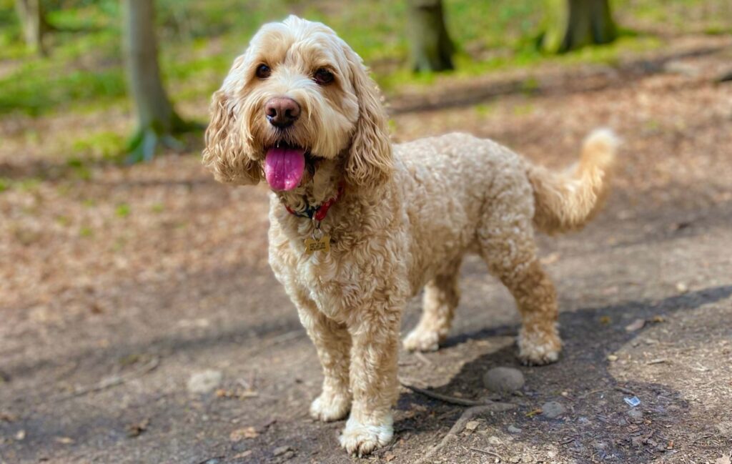 Digby enjoying a walk in the woods.