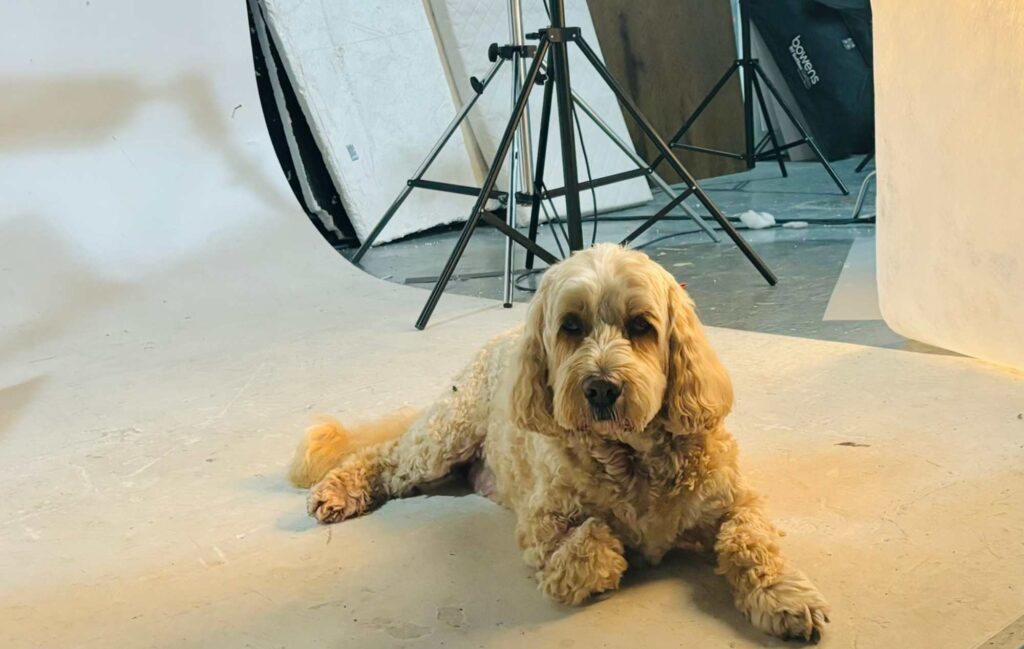 Digby ready for his professional advertising photo session