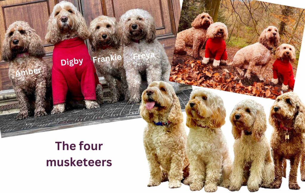 Image of the four musketeers though the years: Digby, Amber, Frieda and Frankie. Firm friends from the beginning.