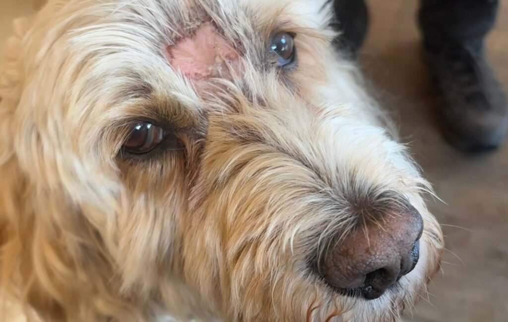 Digby 3 weeks after radiotherapy