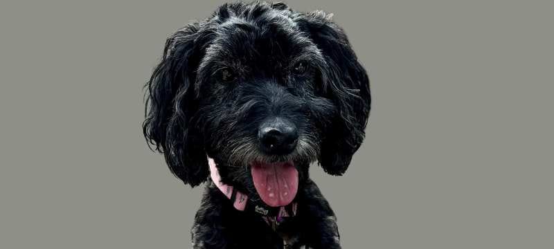 Cushings disease - Head shot of Nellie the cockapoo with tongue out.