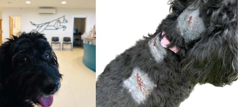 Cushings disease - Nellie visiting Eden Vets and an image of here stitches after warts had been surgically removed.