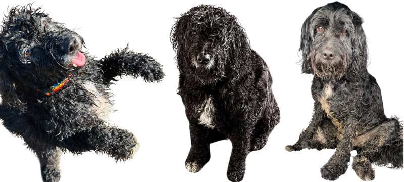 Cushings disease - Nellie on fun days out!