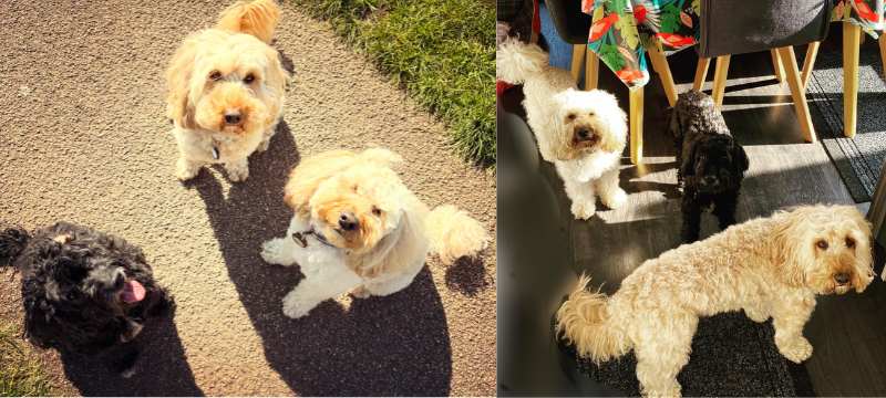 Cushings disease - Out on play dates with Freya and Frankie.