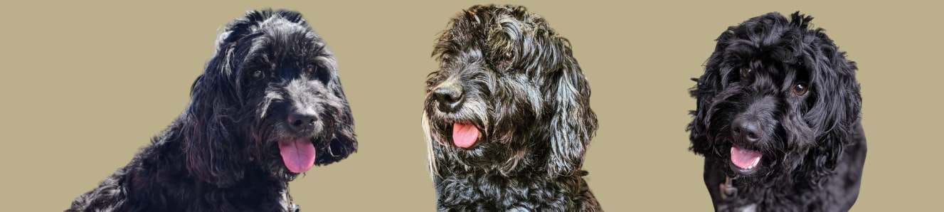 Cushing’s disease in dogs 