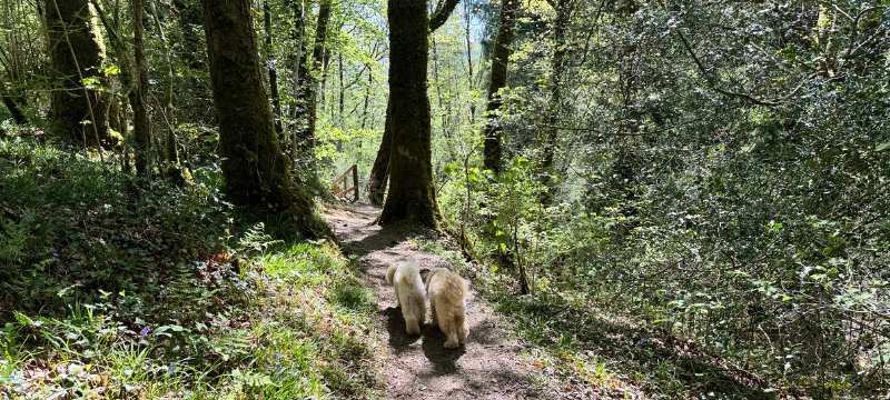 Snowdonia dog walks