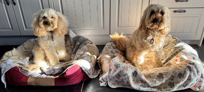 Freya and Frankie ready to settle for the night in the kitchen at Penclogwynau Cottage.