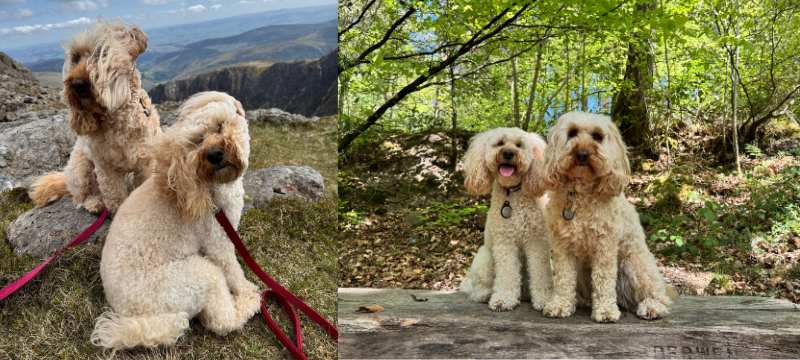 Snowdonia dog walks