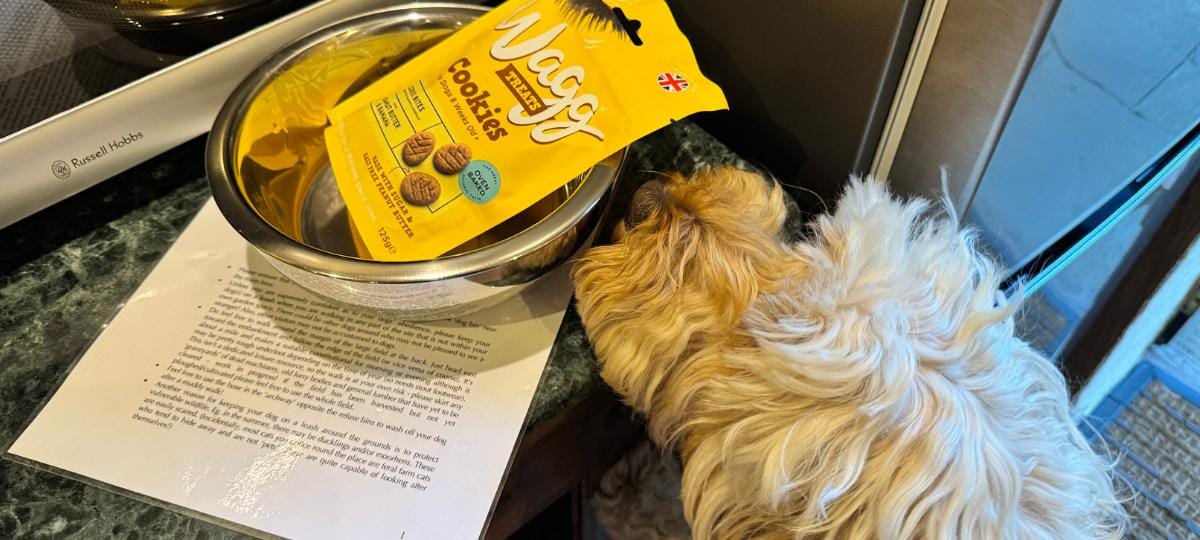 Frankie investigating the dog snacks at Belle Grove Farm.