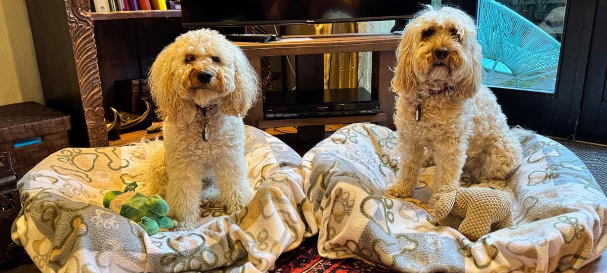 Freya and Frankie ready for bed at Belle Grove Farm.