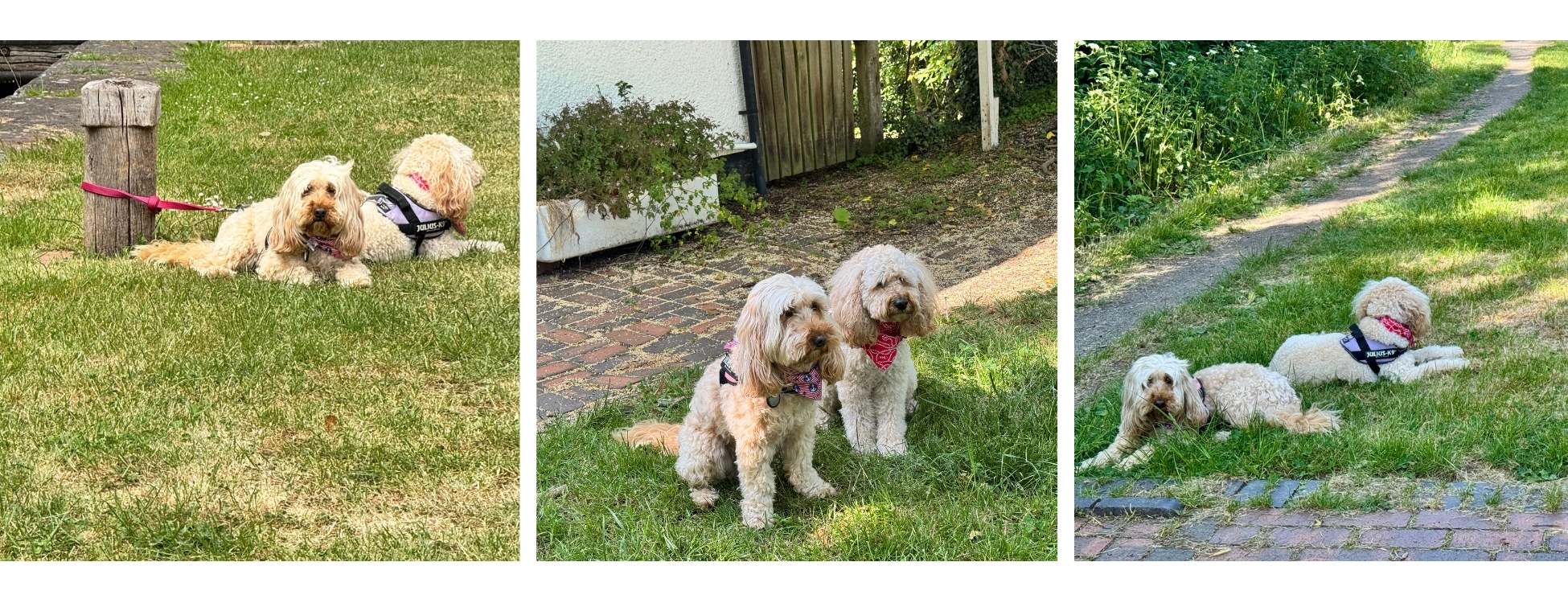 Freya and Frankie waiting patiently on the canal side.