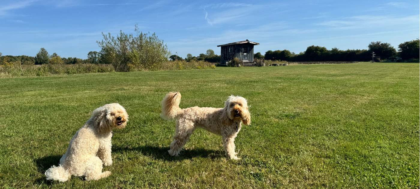Freya and Frankie enjoying the open spaces on Belle Grove Farm.