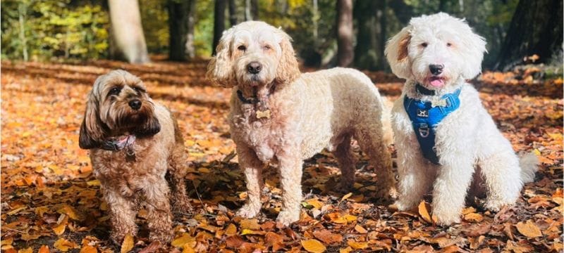 Digby with sister Frieda on his left and brother Benson on his right.