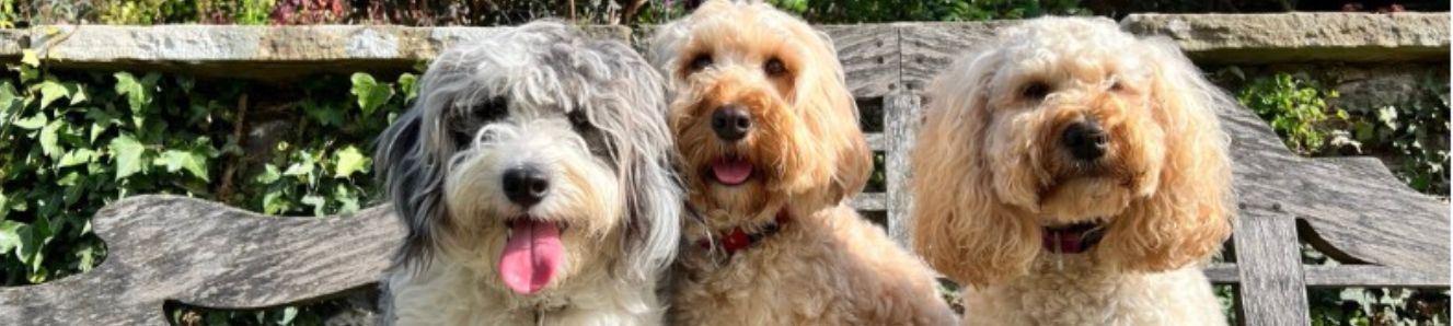 Key tips for keeping your dog cool in hot weather